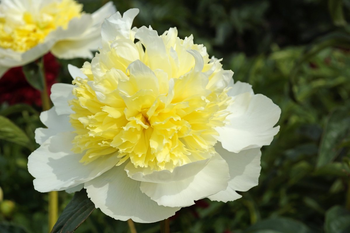 paeonia-lactiflora-honey-gold-1