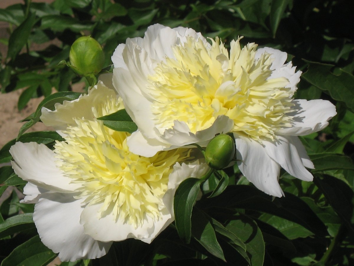 paeonia-lactiflora-honey-gold-2