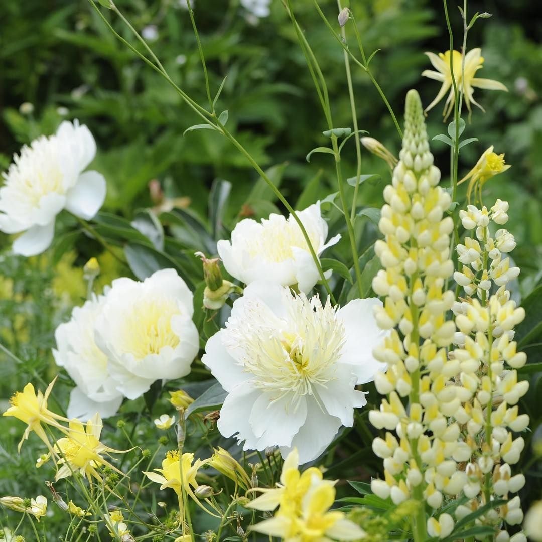 paeonia-lactiflora-honey-gold-3