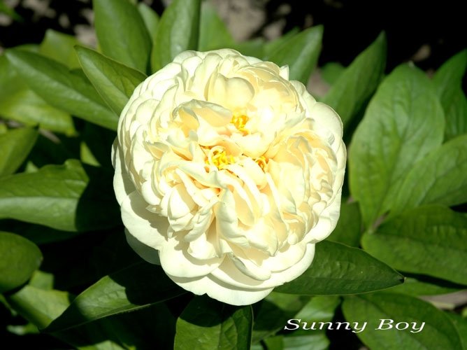 paeonia-sunny-boy-1