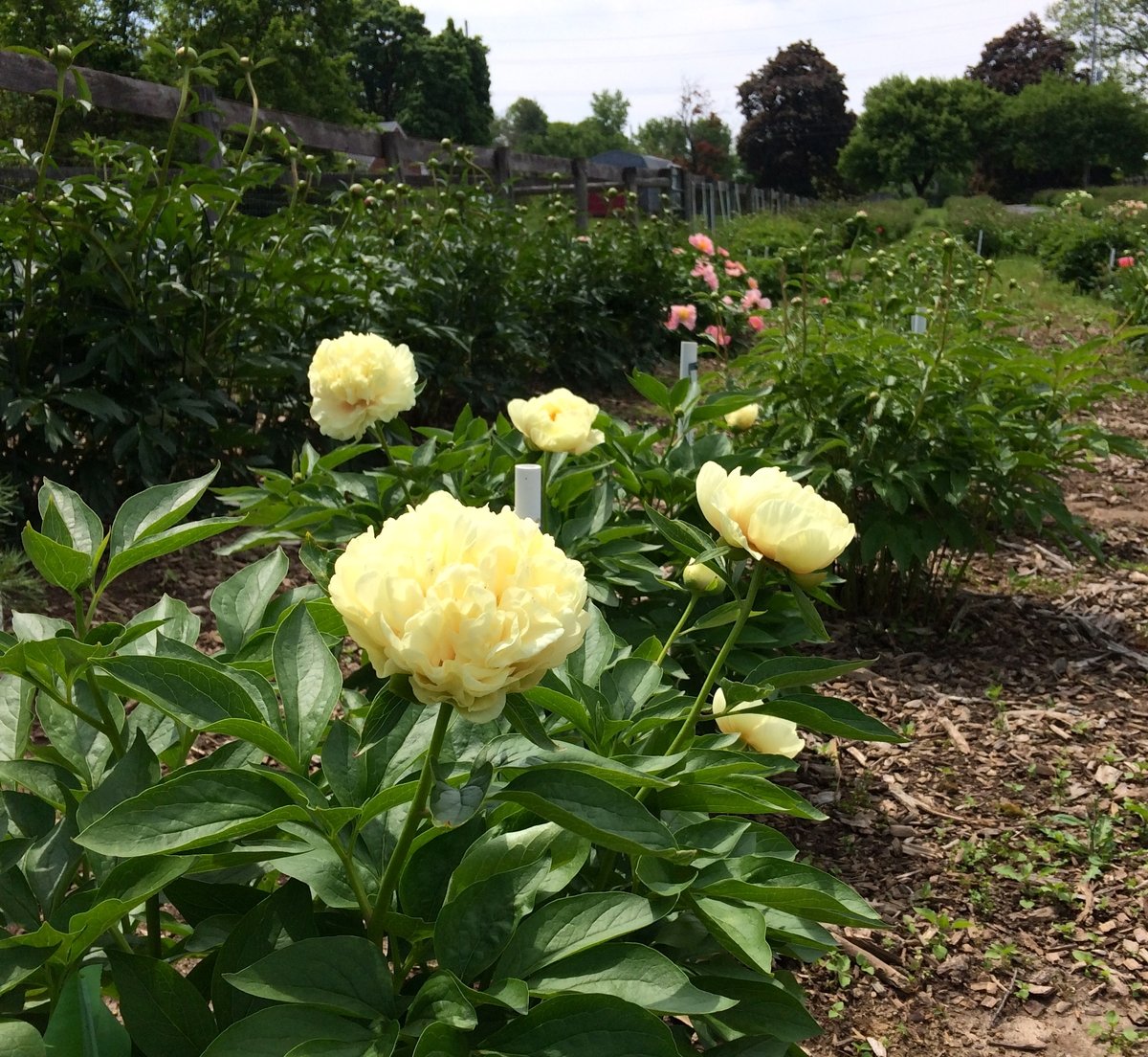 paeonia-sunny-boy-2