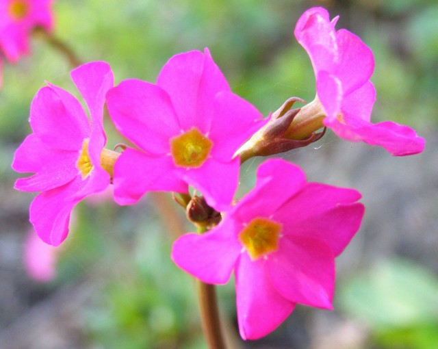 Примула розовая, декоративная форма грандифлора (var. grandiflora) Примула розовая, декоративная форма грандифлора (var. grandiflora)