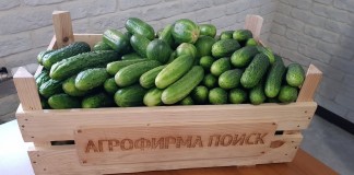 В чем разница между партенокарпическими и пчелоопыляемыми гибридами огурца? - Агрофирма «Поиск» В чем разница между партенокарпическими и пчелоопыляемыми гибридами огурца?