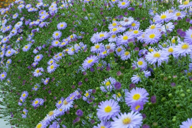 Астра европейская (Aster amellus)