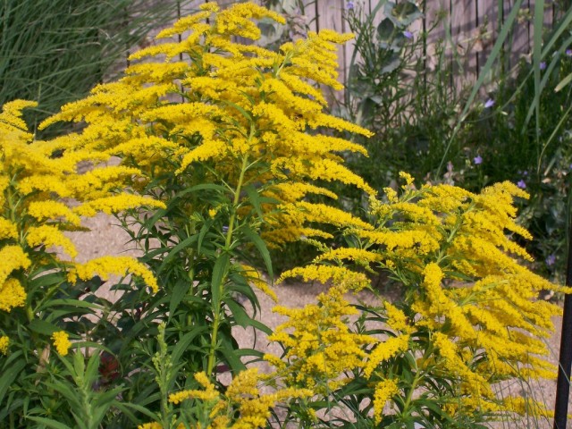 Солидаго (Solidago hybrids)