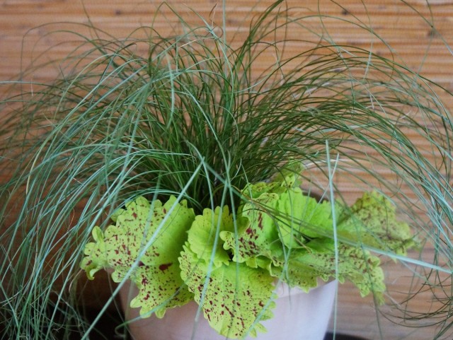 Осока власовидная (Carex comans) Осока власовидная (Carex comans)
