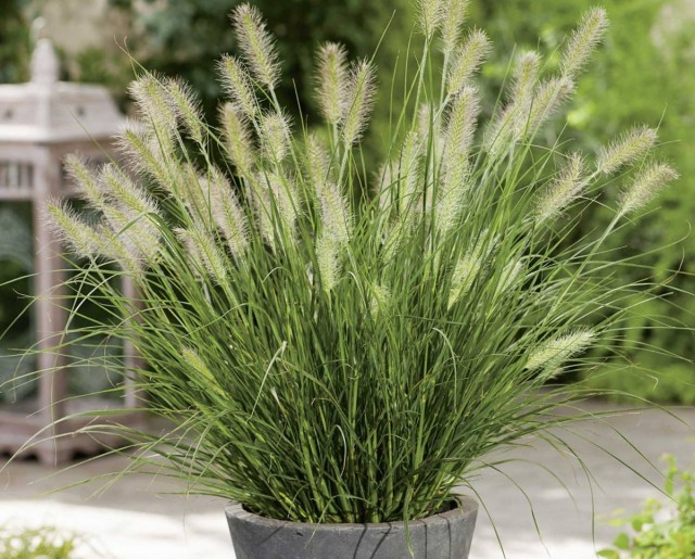 Пеннисетум лисохвостный (Pennisetum alopecuroide) Пеннисетум лисохвостный (Pennisetum alopecuroide)