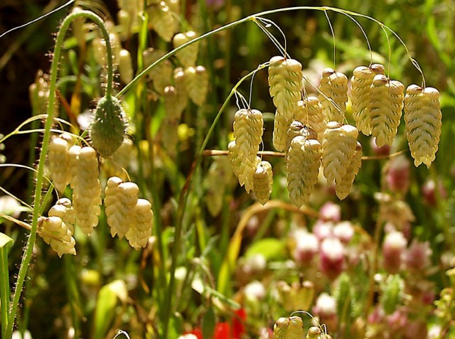 Трясунка большая (briza maxima) Трясунка большая (briza maxima)