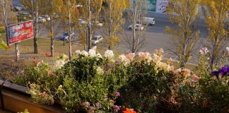 8 летников, цветущих до снега