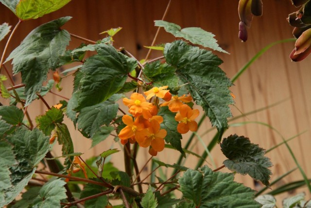 Бегонии Сазерленда – оранжево цветущий вид