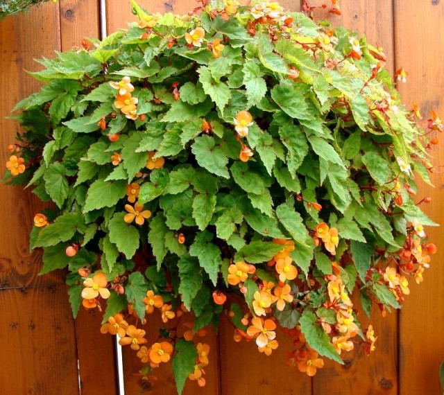 Бегония Сазерленда (Begonia sutherlandii) принадлежит к числу ампельных видов бегоний