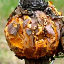 Смоляной рак, или серянка (серебрянка) сосны Смоляной рак, или серянка (серебрянка) сосны