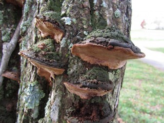 Ложный трутовик (Phellinus igniarius) Ложный трутовик (Phellinus igniarius)
