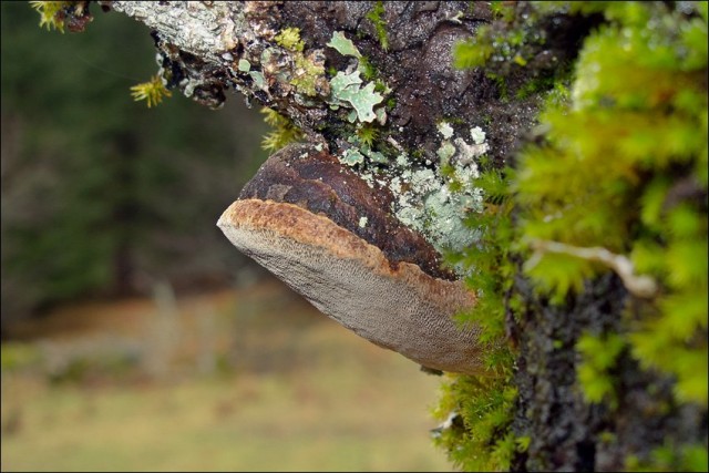 Сливовый рыжий трутовик (Phellinus tuberculosus) Сливовый рыжий трутовик (Phellinus tuberculosus)