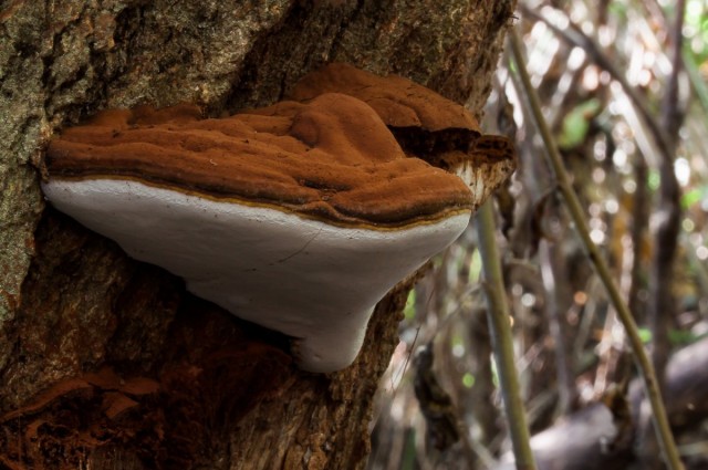 Плоский трутовик (Ganoderma applanatum) Плоский трутовик (Ganoderma applanatum)