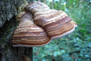 Настоящий трутовик (Fomes fomentarius) Настоящий трутовик (Fomes fomentarius)