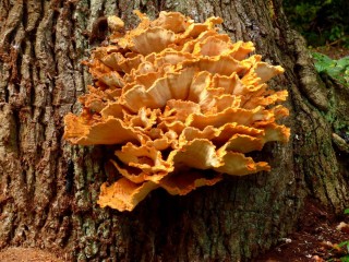 Серно-желтый трутовик (Laetiporus sulphureus) Серно-желтый трутовик (Laetiporus sulphureus)
