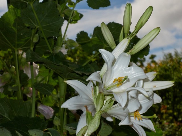 Лилия белоснежная, или Кандидум (Lilium candidum)