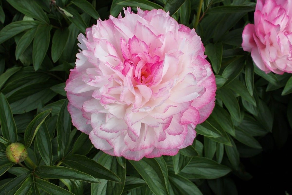 paeonia-joker-1_1
