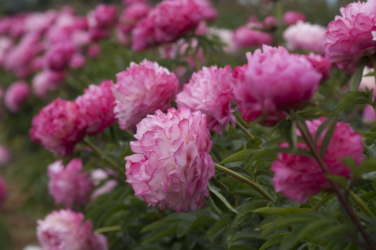 paeonia-joker-2_1
