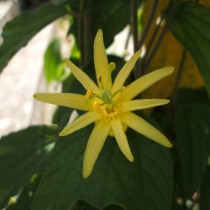 Пассифлора лимонная (Passiflora citrina) Пассифлора лимонная (Passiflora citrina)