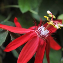 Пассифлора винограднолистная (Passiflora vitifolia) Пассифлора винограднолистная (Passiflora vitifolia)