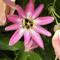 Пассифлора аметистовая (Passiflora amethystina) Пассифлора аметистовая (Passiflora amethystina)