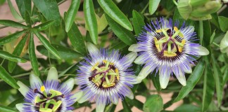 Пассифлора голубая (Passiflora caerulea)