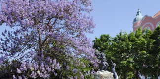 Павловния войлочная (Paulownia tomentosa)