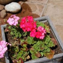 Пеларгония зональная (Pelargonium zonale) Пеларгония зональная (Pelargonium zonale)