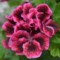 Пеларгония крупноцветковая (Королевская пеларгония - Pelargonium grandiflorum) Пеларгония крупноцветковая (Королевская пеларгония - Pelargonium grandiflorum)