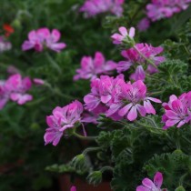 Пеларгония головчатая (Pelargonium capitatum) Пеларгония головчатая (Pelargonium capitatum)