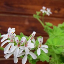 Пеларгония ароматнейшая (Пеларгония ушная, Pelargonium odoratissimum) Пеларгония ароматнейшая (Пеларгония ушная, Pelargonium odoratissimum)