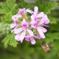 Пеларгония душистая, или Сильнопахнущая (Pelargonium graveolens) Пеларгония душистая, или Сильнопахнущая (Pelargonium graveolens)