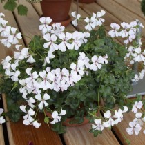 Пеларгония плющелистная (Пеларгония щитовидная, или Английская, Pelargonium peltatum) Пеларгония плющелистная (Пеларгония щитовидная, или Английская, Pelargonium peltatum)