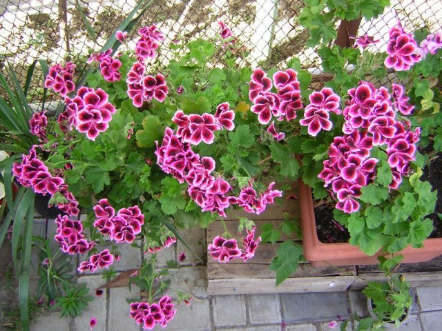Пеларгония домашняя (Pelargonium domesticum) Пеларгония домашняя (Pelargonium domesticum)