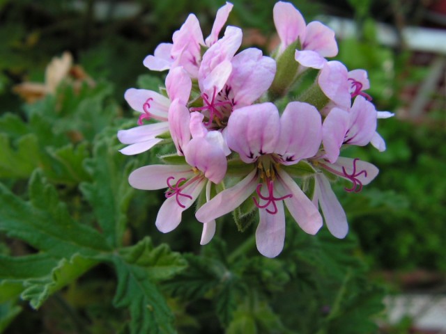 Пеларгония курчавая (Pelargonium crispum) Пеларгония курчавая (Pelargonium crispum)