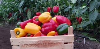 Перец от агрофирмы «Поиск» на любой вкус