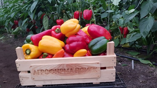 Перец от агрофирмы «Поиск» на любой вкус Перец от агрофирмы «Поиск» на любой вкус
