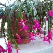 Шлюмбергера Бакли (Schlumbergera х bucklei) Шлюмбергера Бакли (Schlumbergera х bucklei)