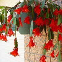 Шлюмбергера Гартнера (Schlumbergera gaertneri) Шлюмбергера Гартнера (Schlumbergera gaertneri)