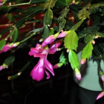 Шлюмбергера русселиана (Schlumbergera russelliana) Шлюмбергера русселиана (Schlumbergera russelliana)