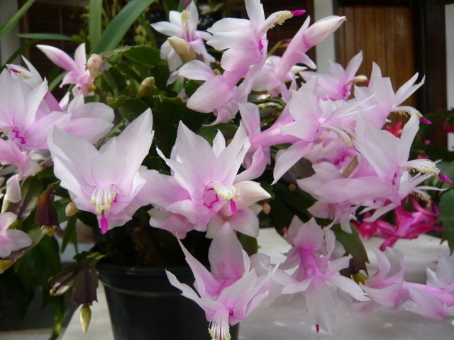 Шлюмбергера усеченная (Schlumbergera truncata) Шлюмбергера усеченная (Schlumbergera truncata)