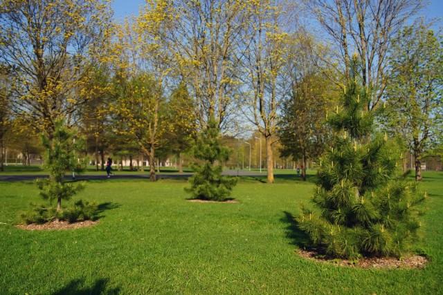 Сосна кедровая, или кедр сибирский (Pinus sibirica) Сосна кедровая, или кедр сибирский (Pinus sibirica)