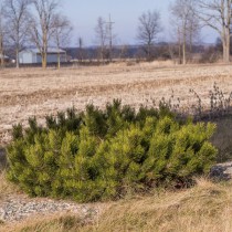Сосна чёрная «Пирамидалис» (Pinus nigra Pyramidalis) Горная сосна «Пумилио» (Pinus mugo Pumilio)