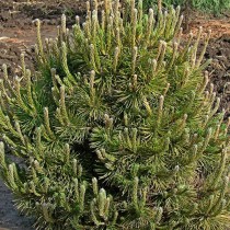 Сосна горная «Мугус» (Pinus mugo Mughus) Сосна горная «Мугус» (Pinus mugo Mughus)