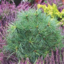 Сосна Веймутова (Pinus strobus) «Радиата» Сосна Веймутова (Pinus strobus) «Радиата»