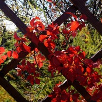 Девичий виноград прикрепленный (Parthenocissus inserta) Девичий виноград прикрепленный (Parthenocissus inserta)