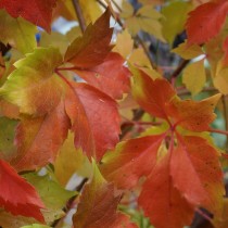 Девичий виноград Энгельмана (Parthenocissus Еngelmannii) Девичий виноград Энгельмана (Parthenocissus Еngelmannii)