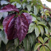 Девичий виноград пятилисточковый (Parthenocissus quinquefolia) Девичий виноград пятилисточковый (Parthenocissus quinquefolia)